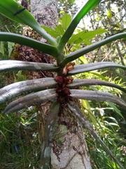 Angraecum compactum image