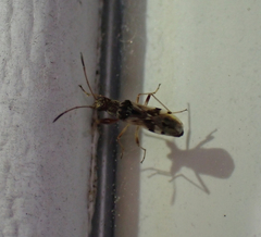 Pseudopachybrachius vinctus