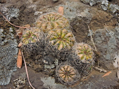 Parodia
