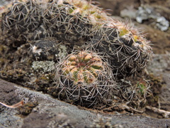 Parodia