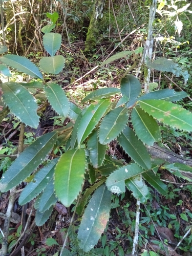 Brexiella ilicifolia image