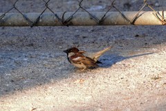 Passer domesticus