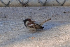 Passer domesticus