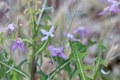 Matthiola longipetala