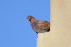 Columba livia