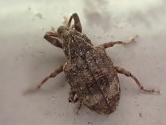 Conotrachelus seniculus