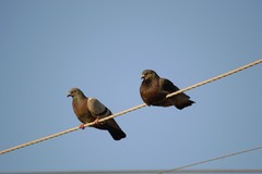 Columba livia