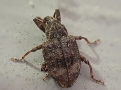 Conotrachelus seniculus