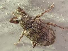 Conotrachelus seniculus