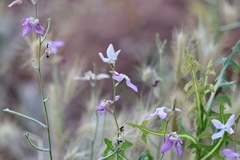 Matthiola longipetala