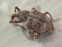 Conotrachelus seniculus