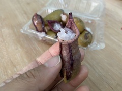 Nepenthes