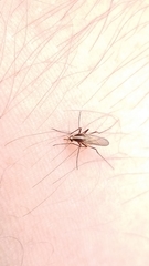 Aedes atlanticus
