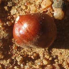 Pappea capensis image