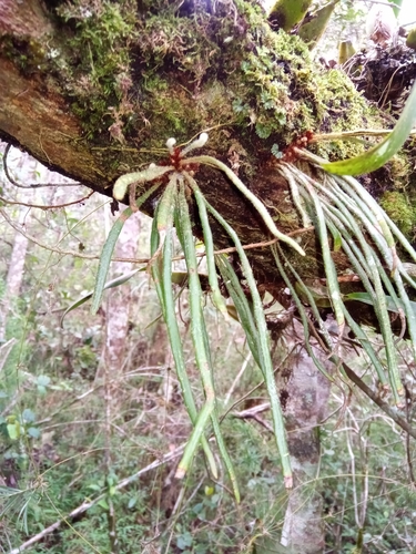 Haplopteris ensiformis image