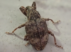 Conotrachelus seniculus