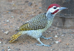 Campethera bennettii