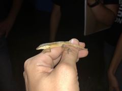Anolis pulchellus