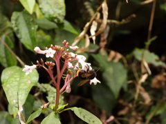 Bombus trifasciatus