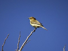 Setophaga coronata