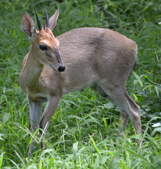 Sylvicapra grimmia caffra