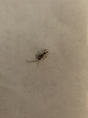 Hymenoptera