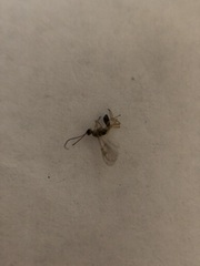 Hymenoptera