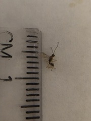 Hymenoptera