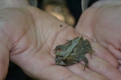 Proceratophrys subguttata