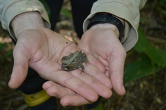 Proceratophrys subguttata