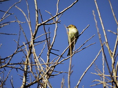 Setophaga coronata