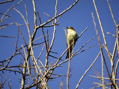 Setophaga coronata