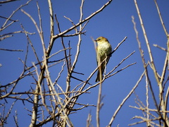 Setophaga coronata