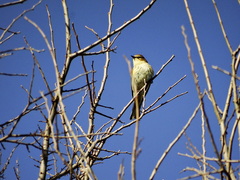 Setophaga coronata