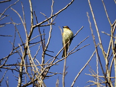 Setophaga coronata