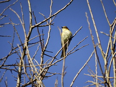 Setophaga coronata