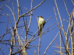 Setophaga coronata