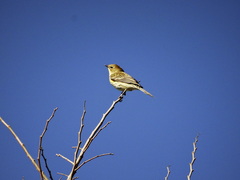 Setophaga coronata