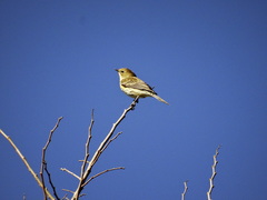 Setophaga coronata