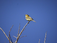 Setophaga coronata