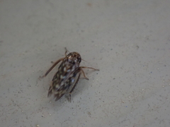 Xestocephalus superbus
