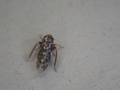 Xestocephalus superbus