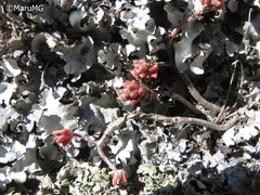 Sedum pacense