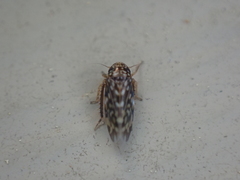 Xestocephalus superbus