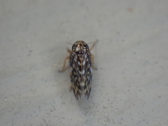 Xestocephalus superbus