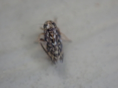 Xestocephalus superbus