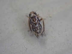 Xestocephalus superbus