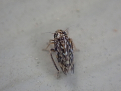 Xestocephalus superbus