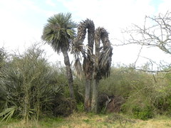 Trithrinax campestris