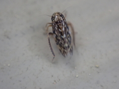 Xestocephalus superbus